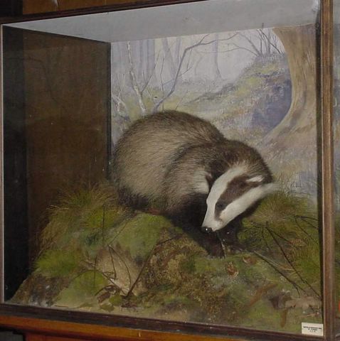 Badger 3 (Spicer) [640x480].jpg